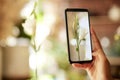 Plant, phone and social media with the hand of a woman taking a photograph of a rose or flower inside closeup. Plants