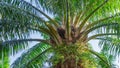 Plant photo. Large palm tree in bright sun. Lifting branches and abundant green leaves Gives a feeling of nature. Royalty Free Stock Photo