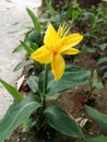 Plant photography, yellow flower