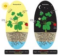 Plant photosynthesis and cellular respiration infographic diagram biology science Royalty Free Stock Photo