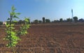 A plant of pigeon pea in the uncultivated land