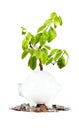 Plant with piggy-bank