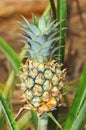 Plant with pineapple fruit crescend, unripe fruit