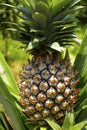 Plant of pineapple growing in pineapple plantation Royalty Free Stock Photo