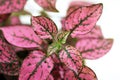 A plant with pink leaves