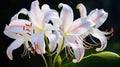 Plant pink lily gardening white beauty nature flower green blossom blooming summer floral