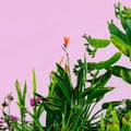 Plant on pink. Outdoors. Minimal fashion design. Plants lover. Green Garden Tropical mood