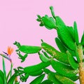 Plant on pink. Outdoors. Minimal fashion design. Plants lover. Green Garden Tropical fashion