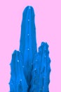 Tropical blue minimal art design.Contemporary Art.Cactus Fashion Set. Trendy Pastel Colors. Sweet Summer Style.