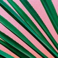 Plant on pink. Tropical design minimal fashion art Green lover