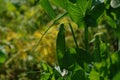 The plant of Pisum sativum sugar pea, snow pea with unripe pod in the garden, close-up, selective focus, copy space Royalty Free Stock Photo