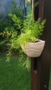 Plant pitcher to decorate your garden