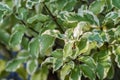 Plant pittosporum tenuifolium variegatum Royalty Free Stock Photo