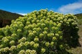 The scientific name of this plant is Echium brevirame