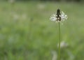 Plant plantain lanceolate Plantago lanceolata Royalty Free Stock Photo