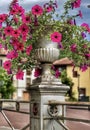 pretty flowers in a planter Royalty Free Stock Photo