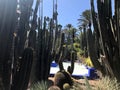 Marrakesh Le Jardin Majorelle