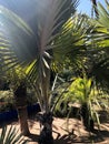 Marrakesh Le Jardin Majorelle