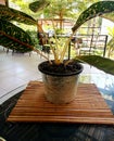 Ornamental plants Planted in a pot on Dining table