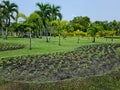 Plant plots flower Royalty Free Stock Photo