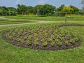 Plant plots growing flower sprout in growing plots Royalty Free Stock Photo