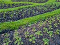 Plant plots flower Royalty Free Stock Photo