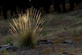 plant of the poaceae family illuminated by the sun at dawn Royalty Free Stock Photo