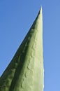 Plant pointing up to the sky, growth, survivor