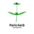 Plant with poisonous berries Paris herb