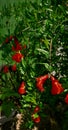 Plant pomegranate flower red fruit good Royalty Free Stock Photo