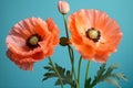 Plant poppy summer floral papaver spring blossom flora nature garden yellow flowers red