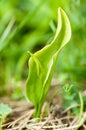 Plant portrait adder's-tongue