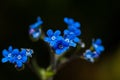 Plant portrait alkanet Royalty Free Stock Photo