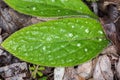 Plant portrait green alkanet Royalty Free Stock Photo