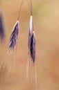 Plant portrait brome grass