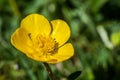 Plant portrait bulbous buttercup Royalty Free Stock Photo