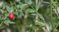 Plant portrait butcher's broom Royalty Free Stock Photo