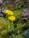 Plant portrait coltsfoot