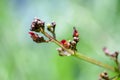 Plant portrait common figwort Royalty Free Stock Photo