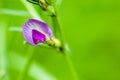 Plant portrait common vetch