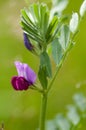 Plant portrait common vetch