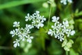 Plant portrait cow parsley Royalty Free Stock Photo