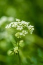 Plant portrait cow parsley Royalty Free Stock Photo