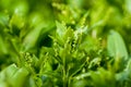 Plant portrait dog's mercury