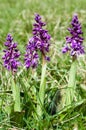 Plant portrait early-purple orchid