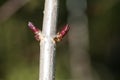 Plant portrait elder buds