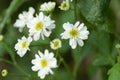 Plant portrait feverfew