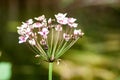 Plant portrait flowering rush Royalty Free Stock Photo