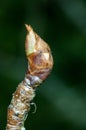 Plant portrait fruit tree bud