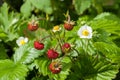 Plant portrait garden strawberry Royalty Free Stock Photo